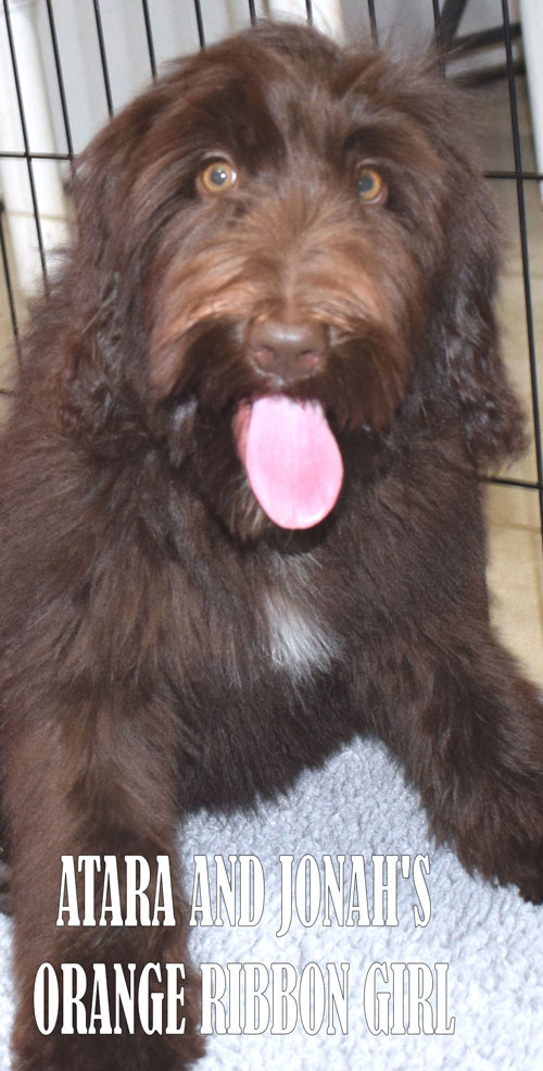 Adhonay's Labradoodles Australian Multigen Labradoodles